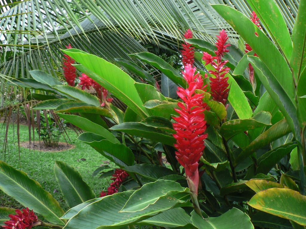 Hotel Roca Negra Del Arenal La Fortuna Екстер'єр фото