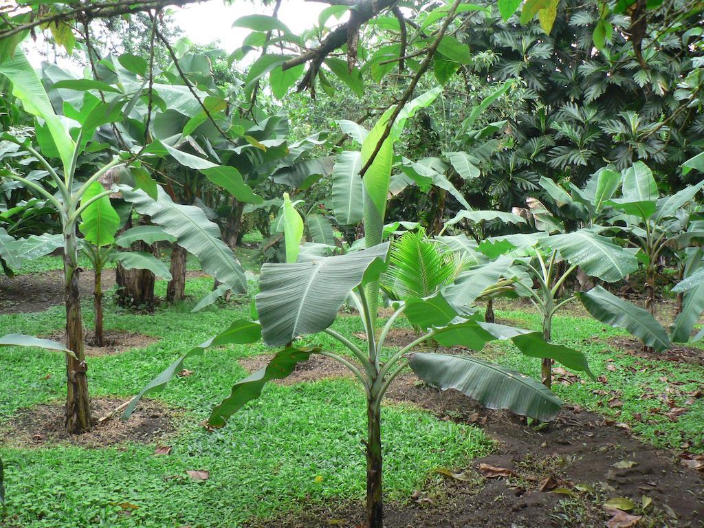Hotel Roca Negra Del Arenal La Fortuna Екстер'єр фото
