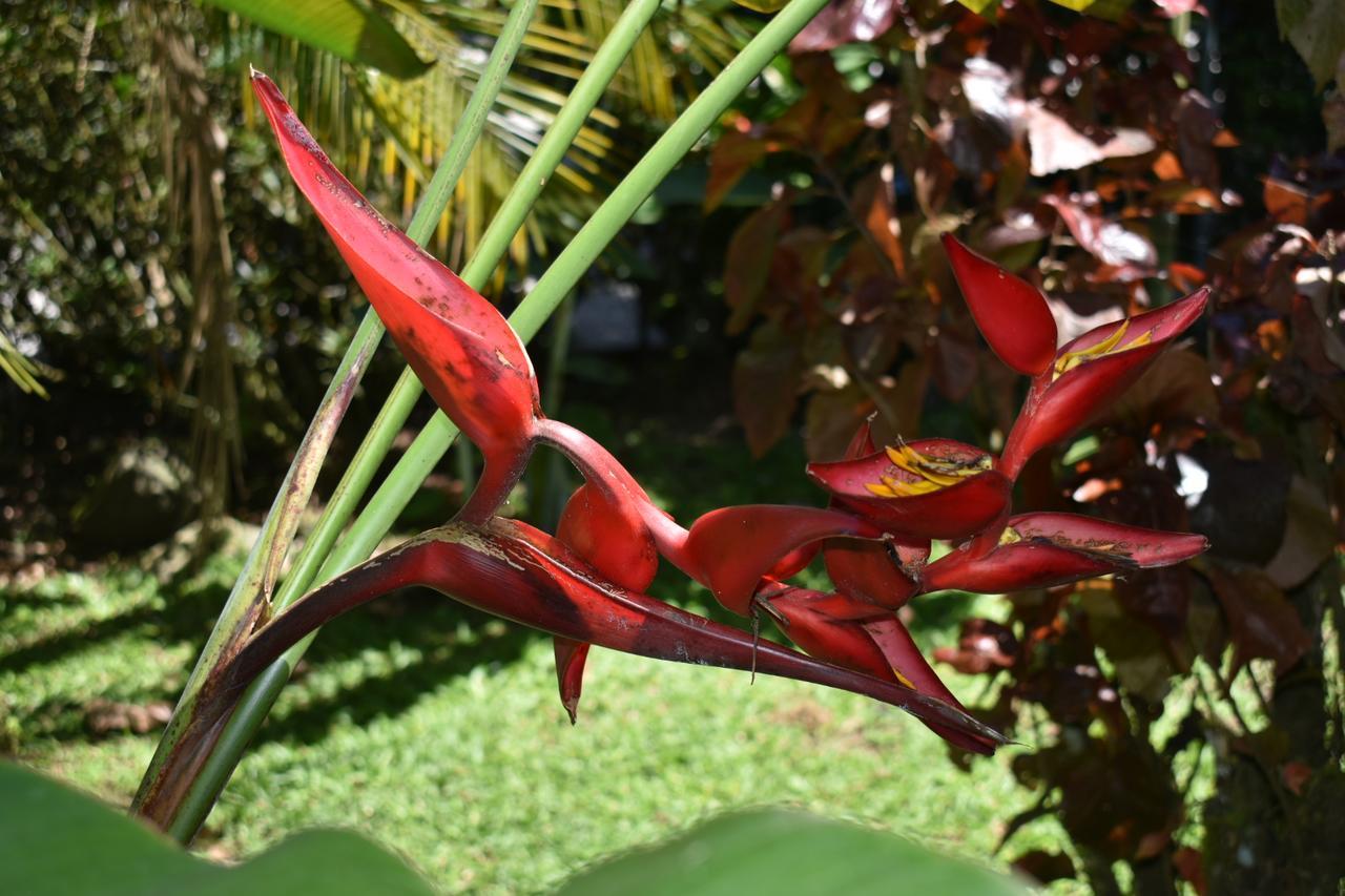 Hotel Roca Negra Del Arenal La Fortuna Екстер'єр фото