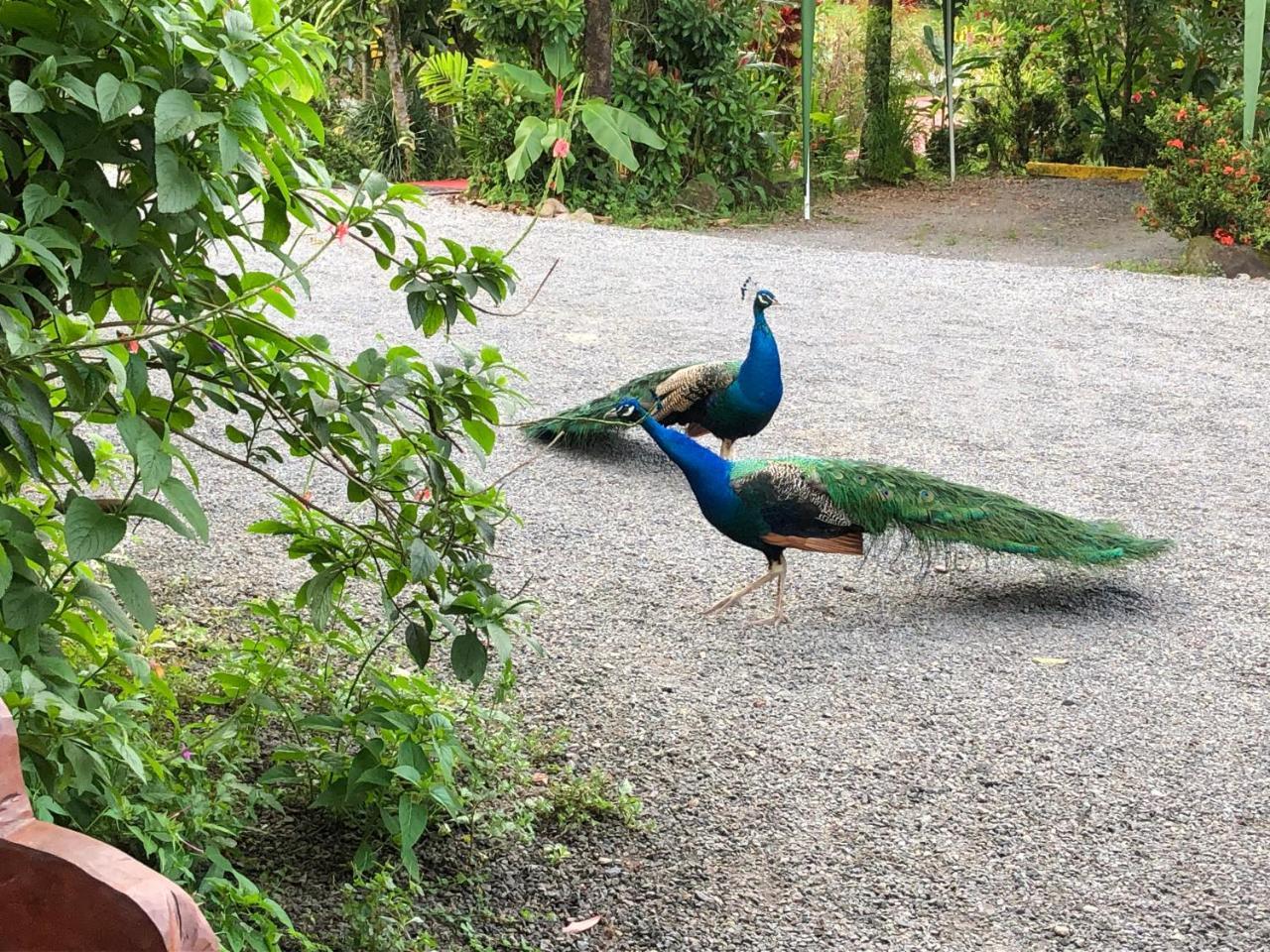 Hotel Roca Negra Del Arenal La Fortuna Екстер'єр фото