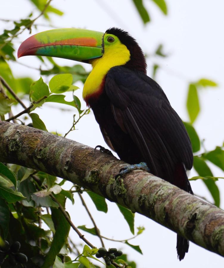 Hotel Roca Negra Del Arenal La Fortuna Екстер'єр фото